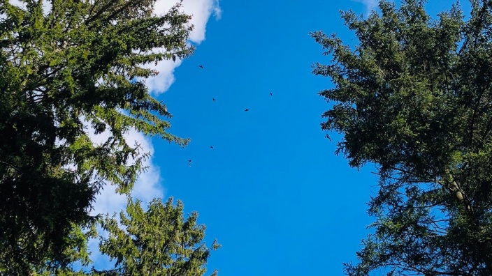 Auf diesem Bild sehen Sie Tannen vor einem blauen Himmel.