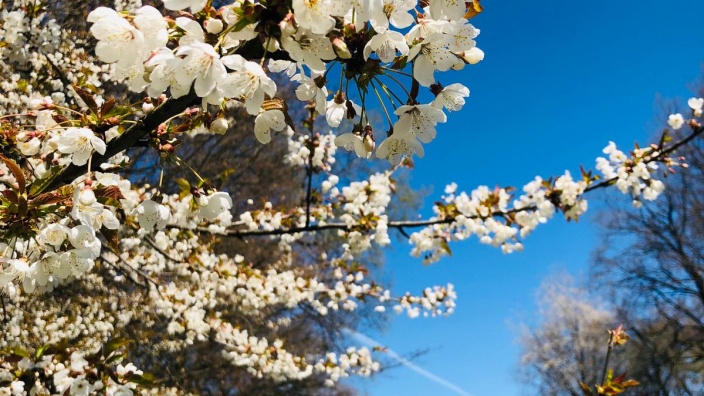 Auf diesem Bild sehen Sie einen blühenden Obstbaum.